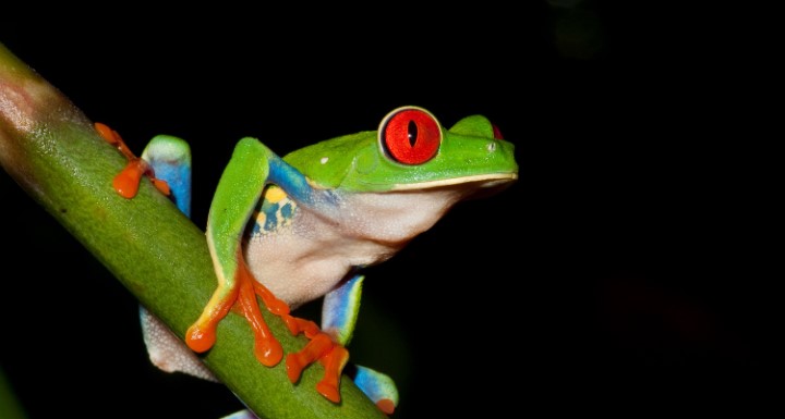 11_-_arenal_-_night_jungle_tour_01_Gallery