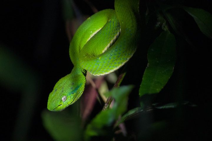 11_-_arenal_-_night_jungle_tour_05_Gallery
