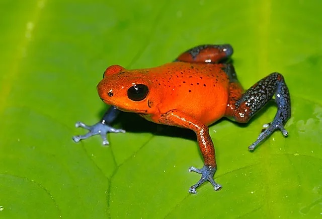 11_-_arenal_-_night_jungle_tour_06_Gallery