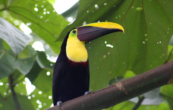 costa_rica_info_center