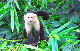 costa_rica_info_center