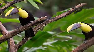 costa_rica_info_center