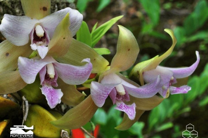 costa_rica_info_center