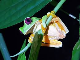 costa_rica_info_center