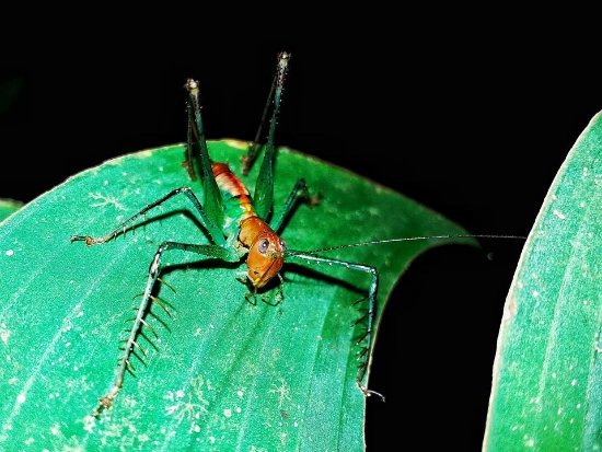 costa_rica_info_center