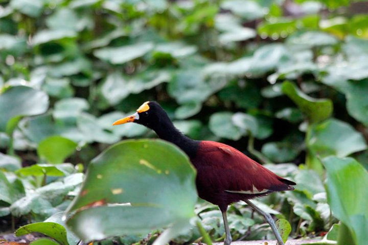 costa_rica_info_center