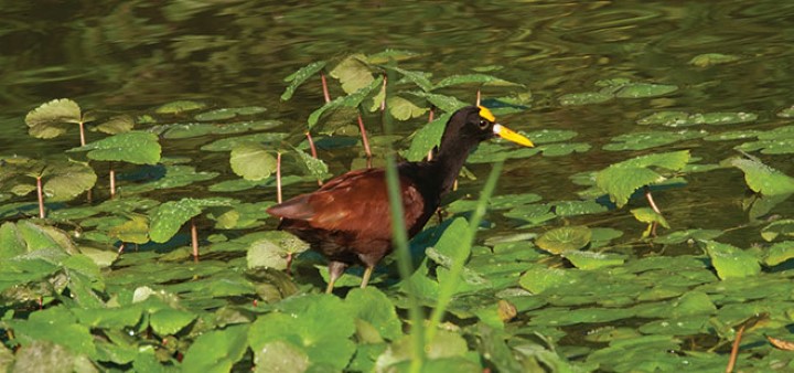 costa_rica_info_center