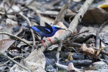 costa_rica_info_center