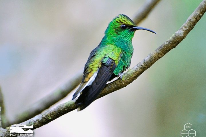 costa_rica_info_center