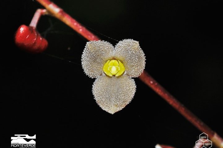 costa_rica_info_center