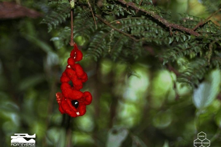 costa_rica_info_center