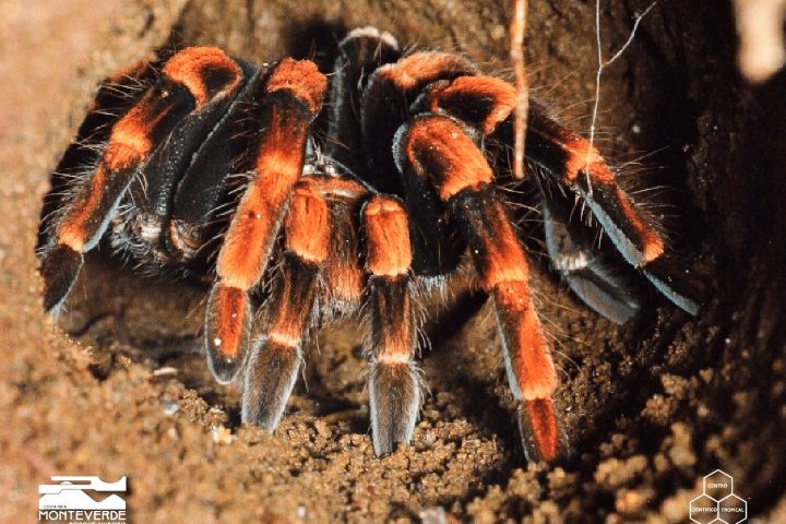 costa_rica_info_center