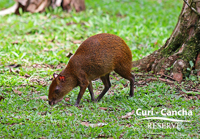 costa_rica_info_center