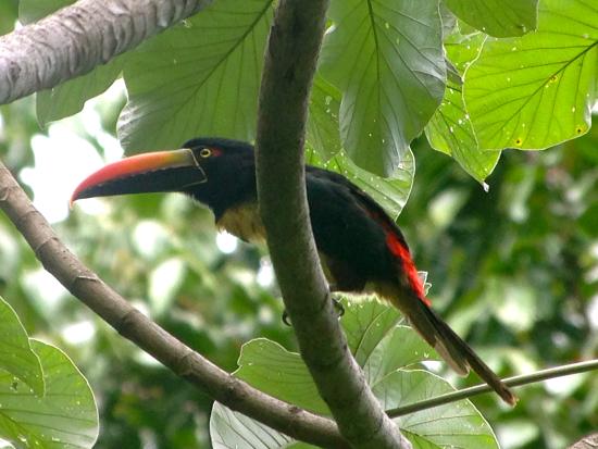 costa_rica_info_center