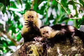 costa_rica_info_center