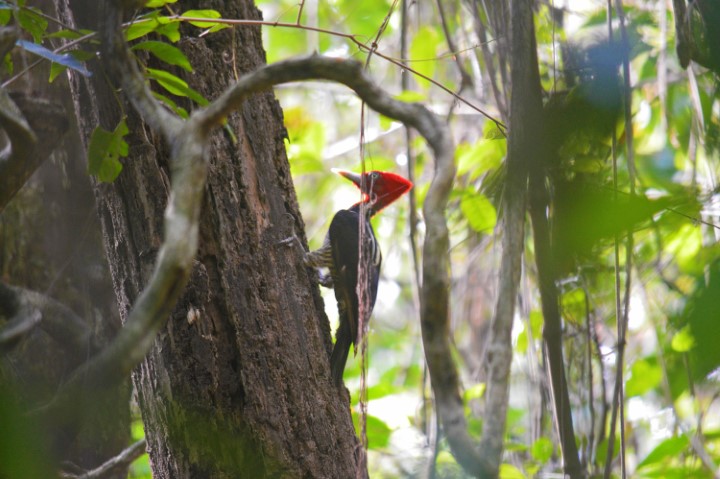 costa_rica_info_center