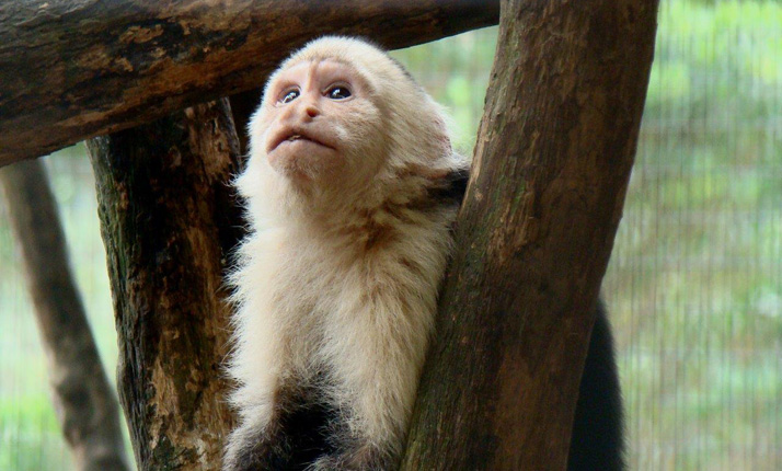 68_-_national_park_-_poas_volcano_3-in-1_14