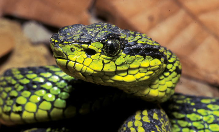 68_-_national_park_-_poas_volcano_3-in-1_17