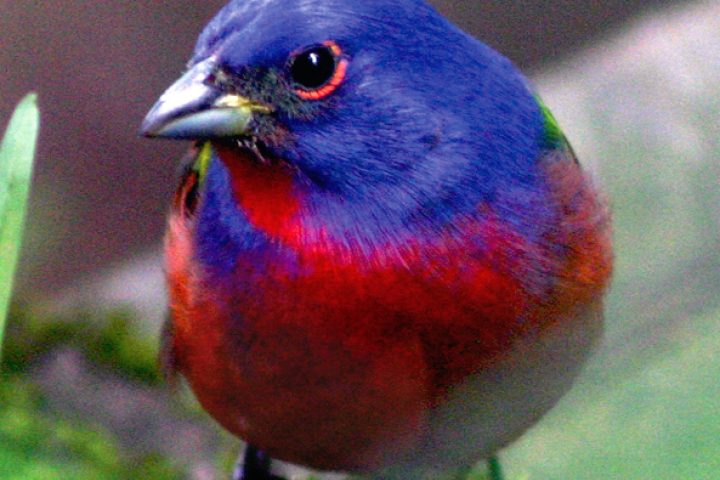 68_-_national_park_-_poas_volcano_3-in-1_2