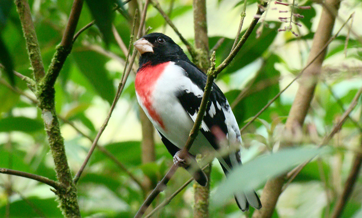 68_-_national_park_-_poas_volcano_3-in-1_3