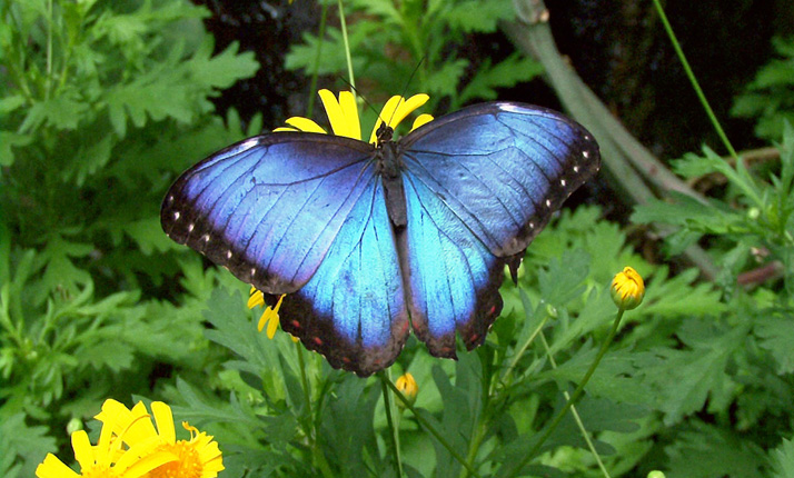 68_-_national_park_-_poas_volcano_3-in-1_4