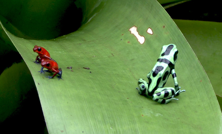 68_-_national_park_-_poas_volcano_3-in-1_5