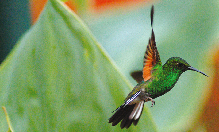 68_-_national_park_-_poas_volcano_3-in-1_7