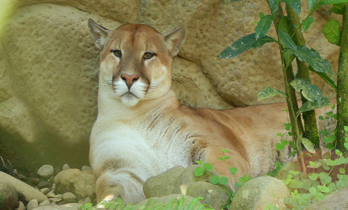 68_-_national_park_-_poas_volcano_3-in-1_8