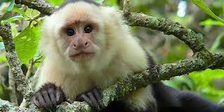 costa_rica_info_center