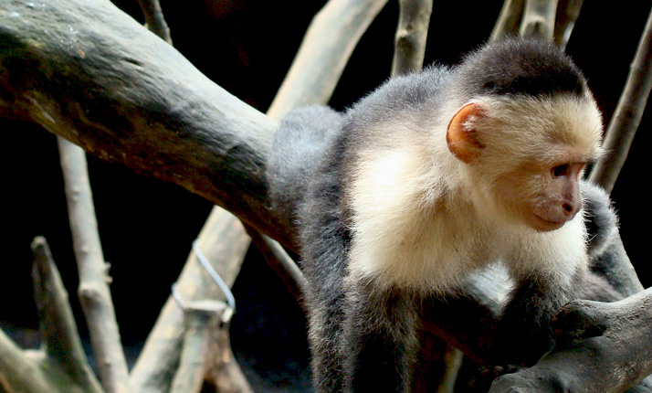 costa_rica_info_center